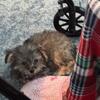 YORKIPOO FOR SALE