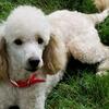 AKC Miniature Poodle stud/NOT FOR SALE FOR STUD ONLY