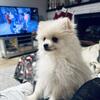 pomeranian puppies 