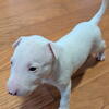 Bull Terrier Pups