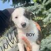 English shepherd/Border Collie puppies 