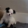 Puppy, Chihuahua long hair AKC purebred 