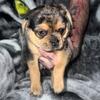 CKC registered 2nd Generation Puggles