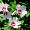 Rose of Sharon bushes  to attract hummingbirds 