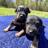 Jagdterrier Puppies for Sale, 4 Female & 2 Male
