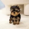 Rehoming Teacup Yorkie pups!