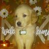 Golden Retriever puppies