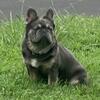 Fluffy Frenchie Up For Stud AKC
