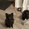 2 bonded  Pomeranian puppies- black