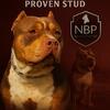 XL American Bully Stud