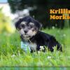 Krillin Male Morkie