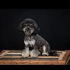 Toy Poodle STUD ONLY