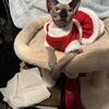 Female Sphynx Kitten looking for love