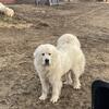 Great Pyrenees Stud dog AKC