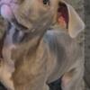 Weimaraner rescue puppy 