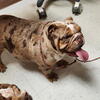 Akc Merle English bulldog