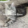 Large Champion Silver Male Maine Coon available for stud in Kansas Missouri