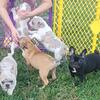 AKC English & French Bulldogs available, AKC Registered- starting at $1500