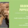 PUREBRED GOLDEN RETRIEVER PUPPIES READY 10/11/25