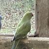 Indian ringneck 
