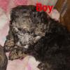 Yorkiepoo male puppy