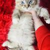 Tica Seal point lynx mitted mink male ragdoll kitten
