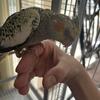 Yellow Pearl Cockatiel (Farmington Hills, MI)