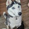 Lost female Husky