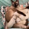 Siamese Kittens - Great Quality and Health