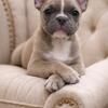 French Bulldog Puppies