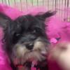 YORKY POODLE MIX - Tiny dog for sale