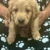 Laidback and Sweet Minidoodle/Miniretriever:  Lime Collar Male