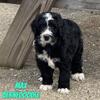 Max Male Bernedoodle