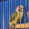 Cinnamon green cheek conure 