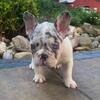 French Bulldog Puppies -  M/ F