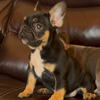 French bulldog female 