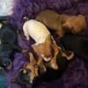 Beautiful mini Dachund puppies