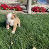 Kid friendly farm puppies for sale