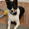 Sheltie cattle dog mix