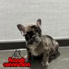 French Bulldog pups for sale 