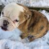 AKC Choc English Bulldog Puppies