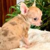 Free To Go Chihuahua Pups