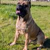 Estate Guarding Bullmastiff