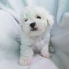 Shihpoo TINY TOY male