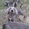 Weimaraner puppies for sale - 7 month old females