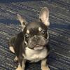 Micro Frenchie looking for a forever home