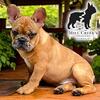 AKC health tested French Bulldogs