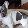 Akc Female French Bulldog - reduced