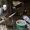 Birmingham roller pigeons for $12 each in Walton Indiana