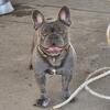 Frenchie male 8 months  800